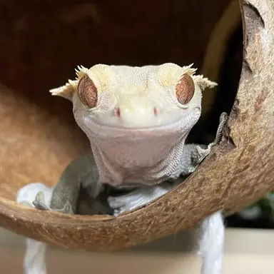 Profile image of 이자몽
