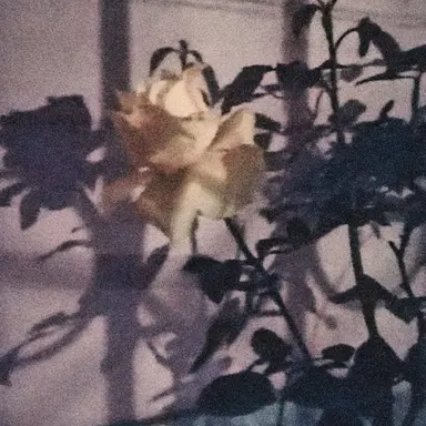 Profile image of 멜로우