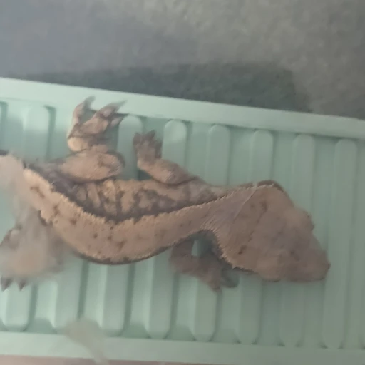 도마뱀