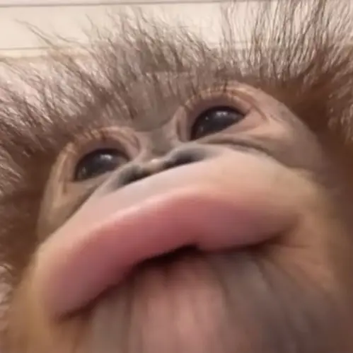 Sosceq의 우끽끼