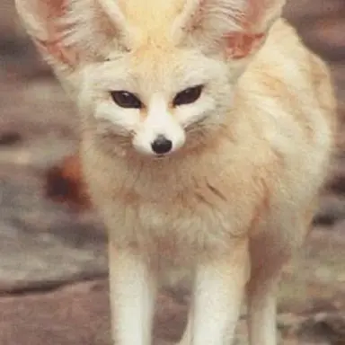 Profile image of 여우