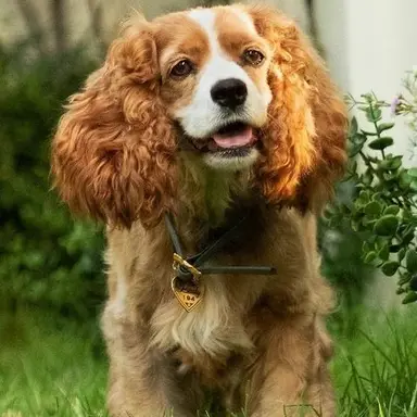 Profile image of 레이디