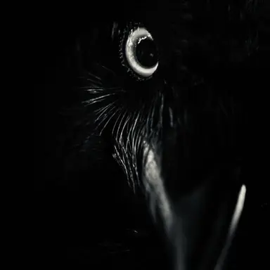 Profile image of Crow
