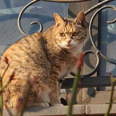 Profile image of 猫