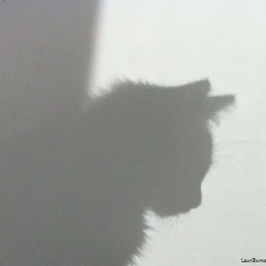 Profile image of Taiga