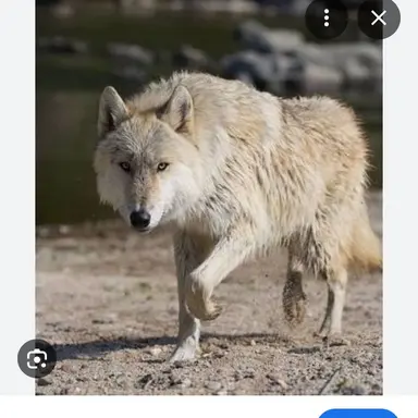Profile image of 늑대