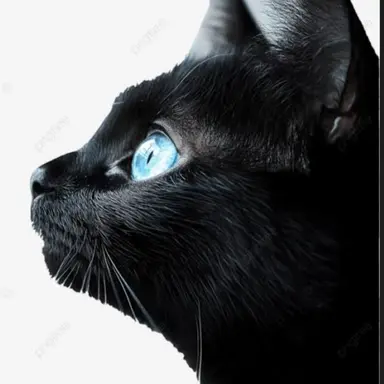 Profile image of クロ