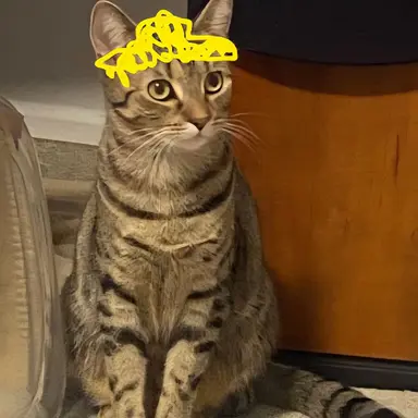 Profile image of 얼룩냥
