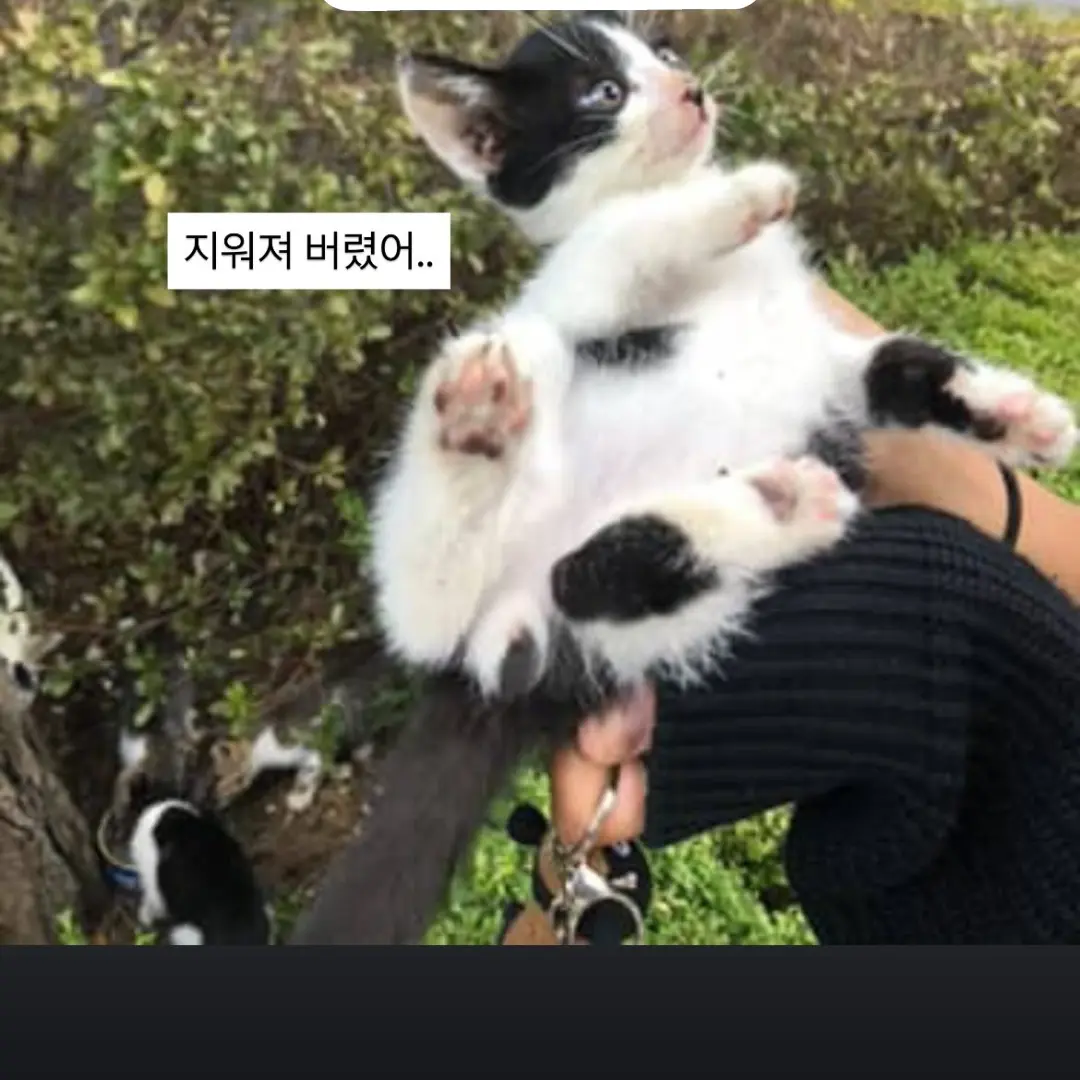 PoshBasil1009의 소멸과 같이 산책