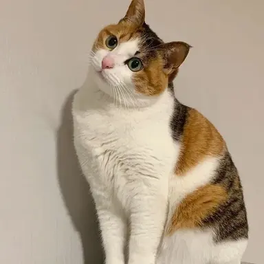 Profile image of 네로스