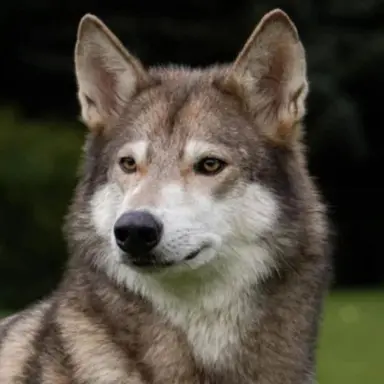 Profile image of 늑대