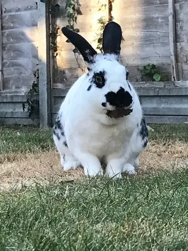 Profile image of Hazel