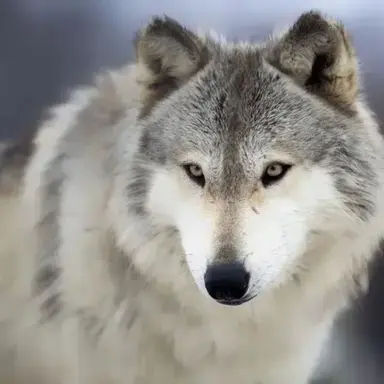 Profile image of 늑대