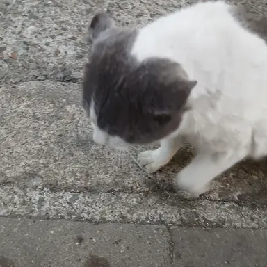 Profile image of 키리안