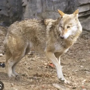 Profile image of 늑대