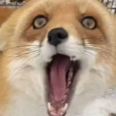 Profile image of 여우