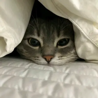 Profile image of 몽이