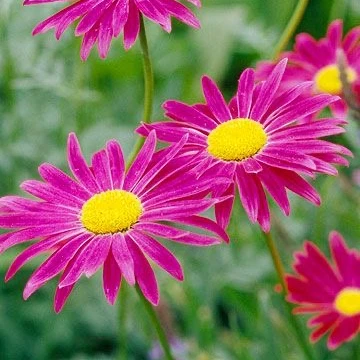 82세 곽춘배 할머니
