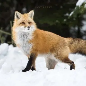 Profile image of 이여우