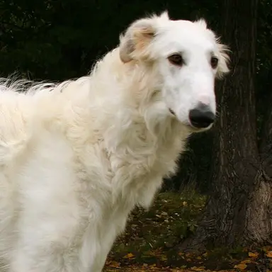 Profile image of ボルゾイ君