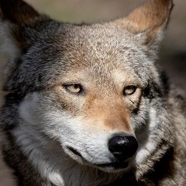 Profile image of 늑대