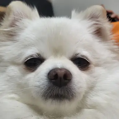 Profile image of ヤン