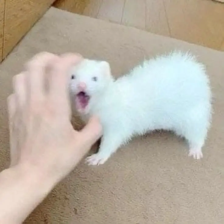 EggyTapir0861의 현이