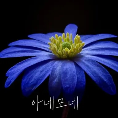 Profile image of 아모
