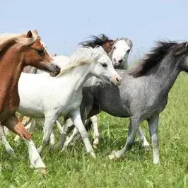 Profile image of Horse Herd