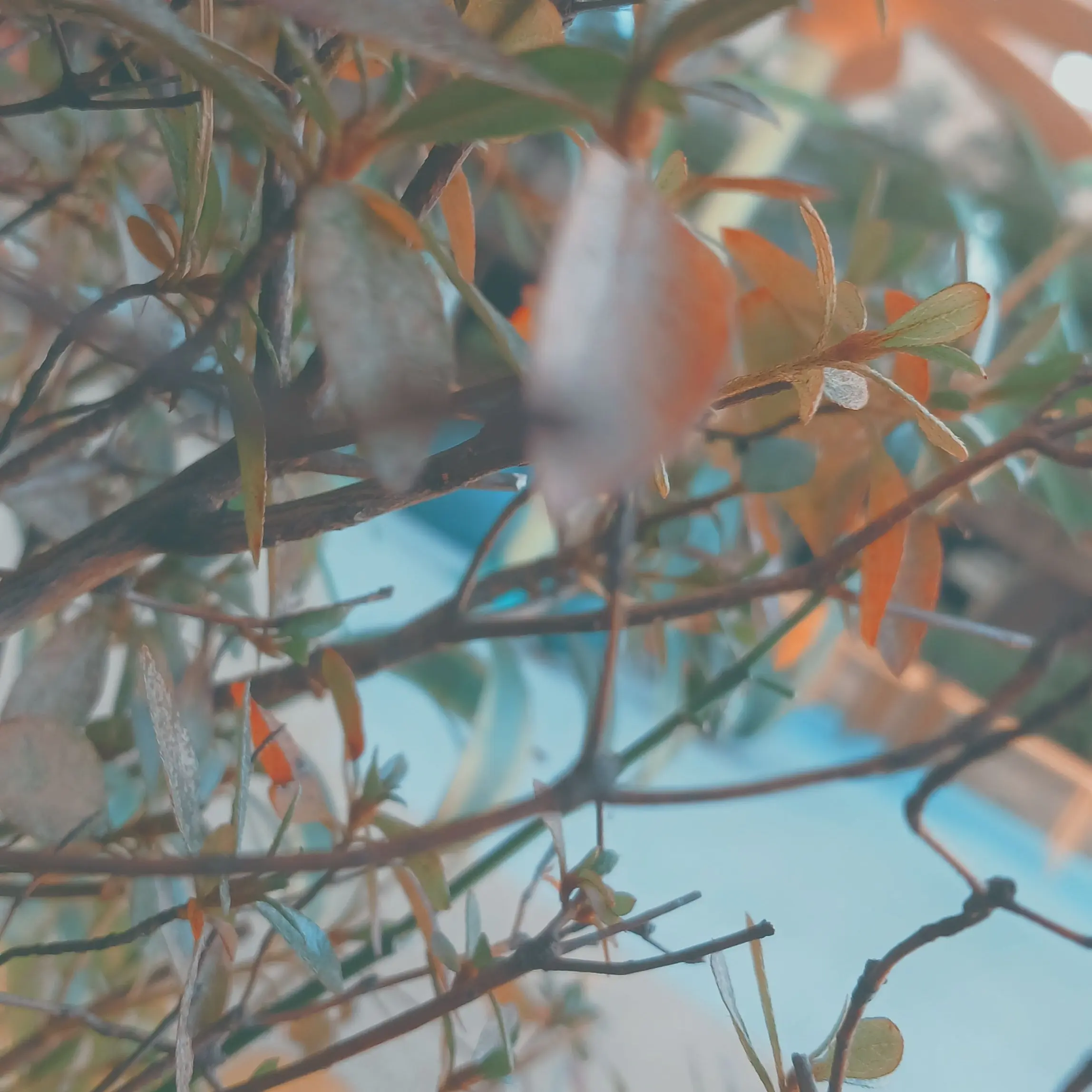 MauveLung4459의 보넥도