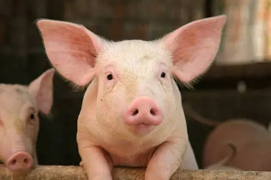 Profile image of 美味