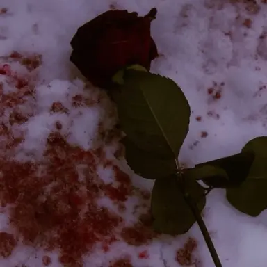 Profile image of 정형준