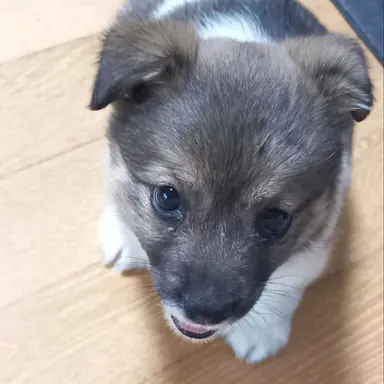 Profile image of 최초코칩 쿸이