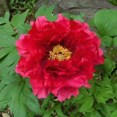 Profile image of 大森元貴