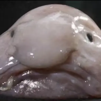 Profile image of 여우