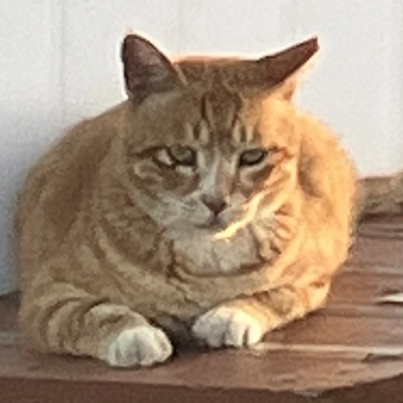 세미