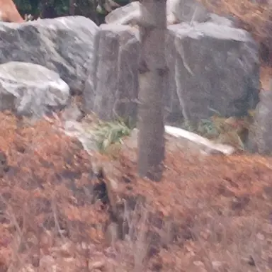 Profile image of 여우