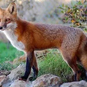 Profile image of 여우