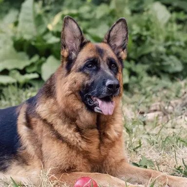 Profile image of Dax Reiner