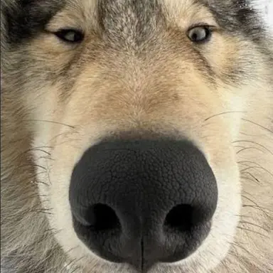 Profile image of 늑대