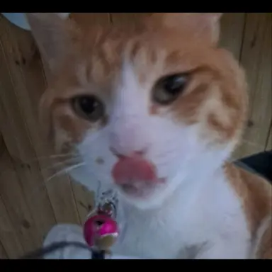 Profile image of 김냐코