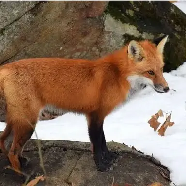 Profile image of 여우