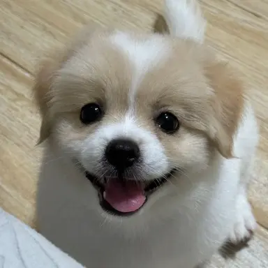 Profile image of 또니