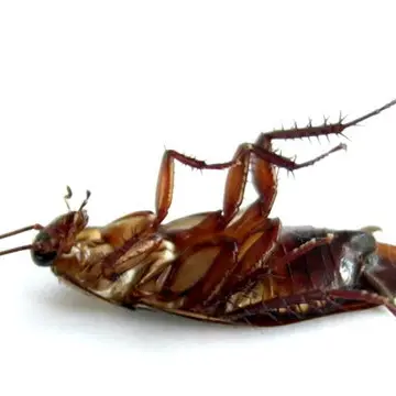 Profile image of 바퀴벌레