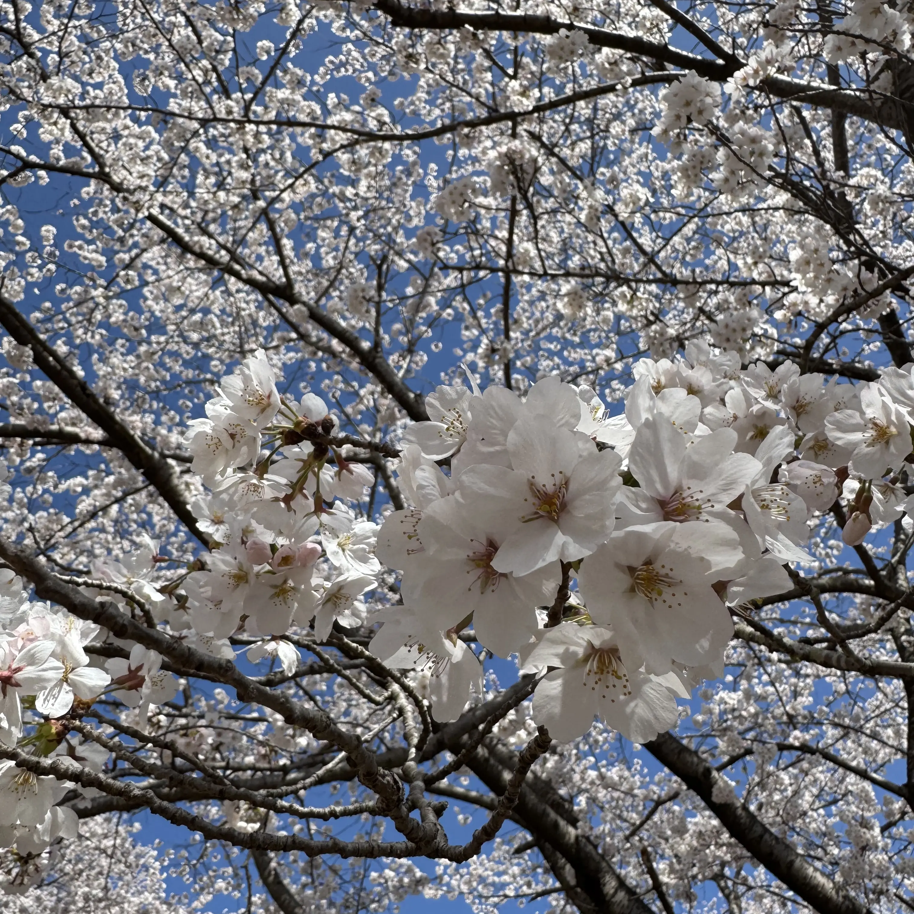 PoliteTosa4808의 妻とのヤンデレ日常