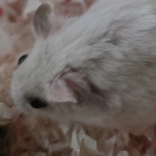 햄버거 스터
