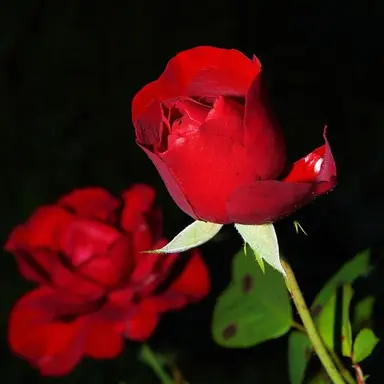 Profile image of 무르무르 츠무루