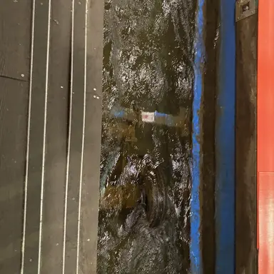 Profile image of 아이브 롤라팔루자