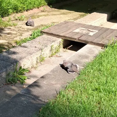 Profile image of 청명