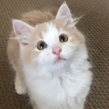 Profile image of 야쿠 츠카사